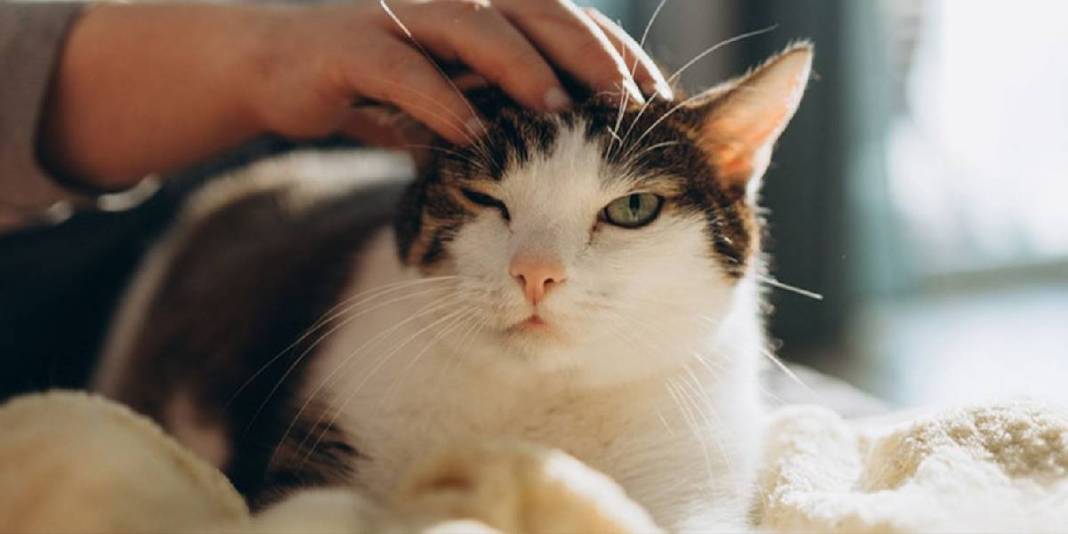 Kedinizin sizi ne kadar sevdiğini test etmek ister misiniz? ‘Evet’ cevabınız 1 mi 9 mu? Bu davranışlar sevgisinin göstergesi 9
